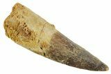 Fossil Spinosaurus Tooth - Real Dinosaur Tooth #347174-1